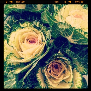 Cabbage roses